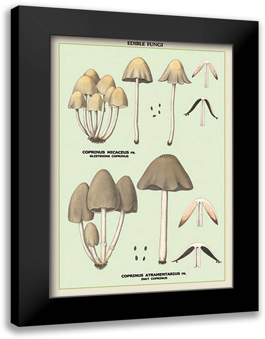 Edible Fungi: Inky Coprinus 16x22 Black Modern Wood Framed Art Print Poster