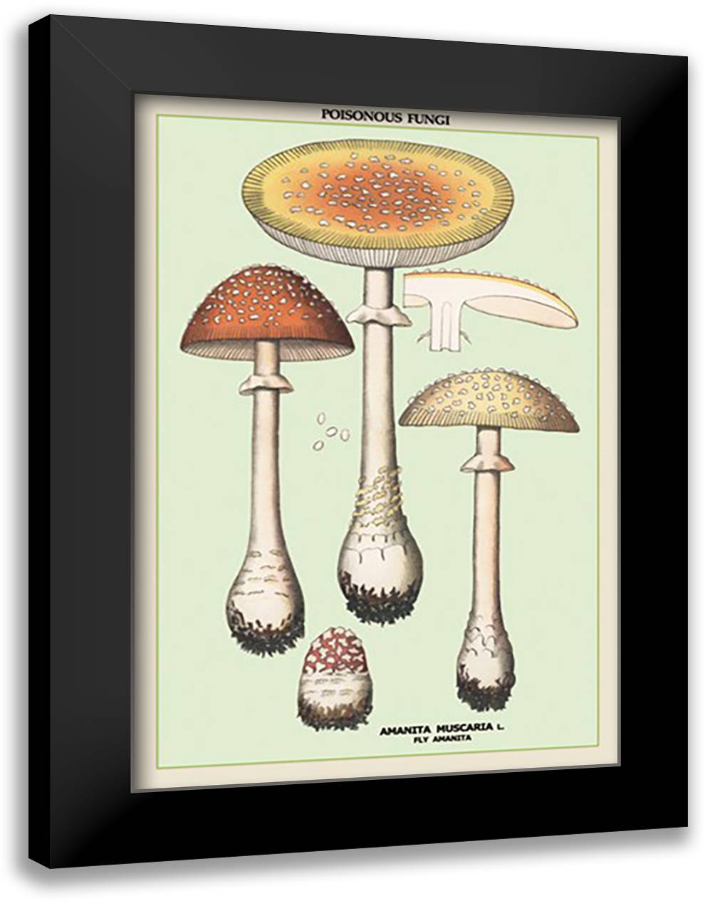 Poisonous Fungi: Fly Amanita 16x22 Black Modern Wood Framed Art Print Poster
