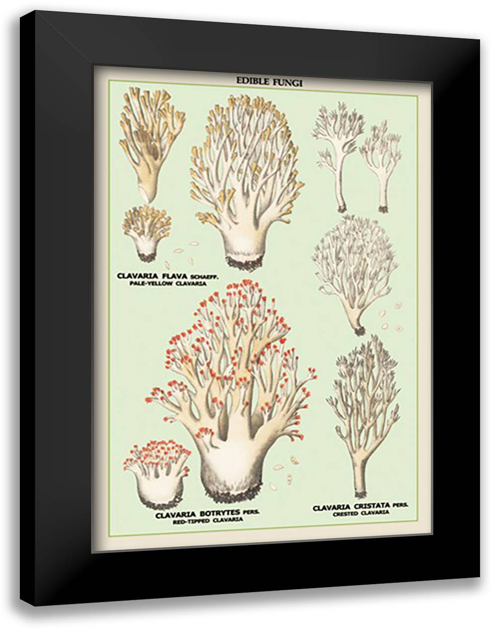 Edible Fungi: Red-Tipped, Crested and Pale-Yellow Clavaria 16x22 Black Modern Wood Framed Art Print Poster