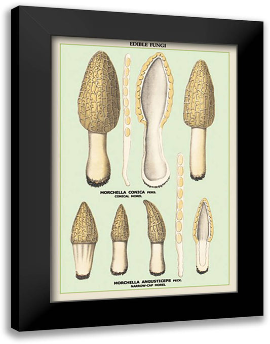 Edible Fungi: Morels 16x22 Black Modern Wood Framed Art Print Poster