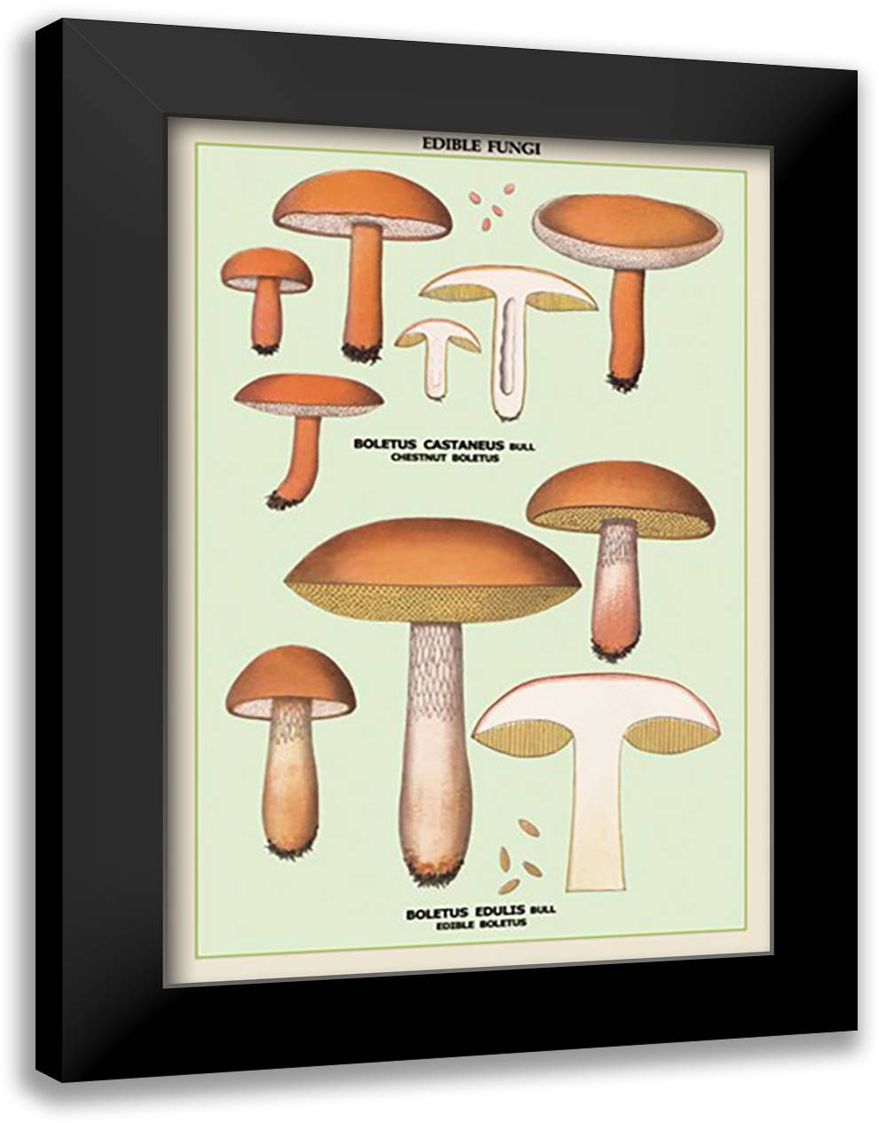 Edible Fungi: Boletus Castaneus and Edulis 16x22 Black Modern Wood Framed Art Print Poster