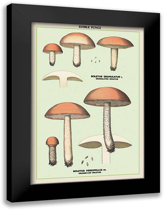 Edible Fungi: Boletus Granulatus and Versipellis 16x22 Black Modern Wood Framed Art Print Poster