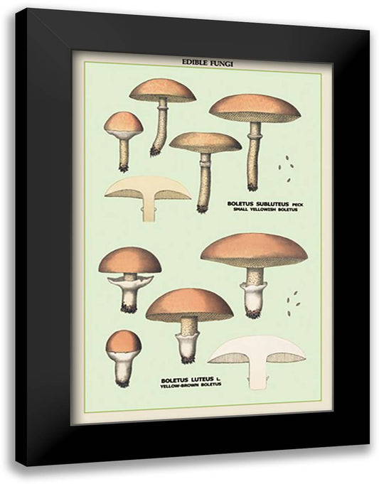 Edible Fungi: Boletus Luteus and Subluteus 16x22 Black Modern Wood Framed Art Print Poster