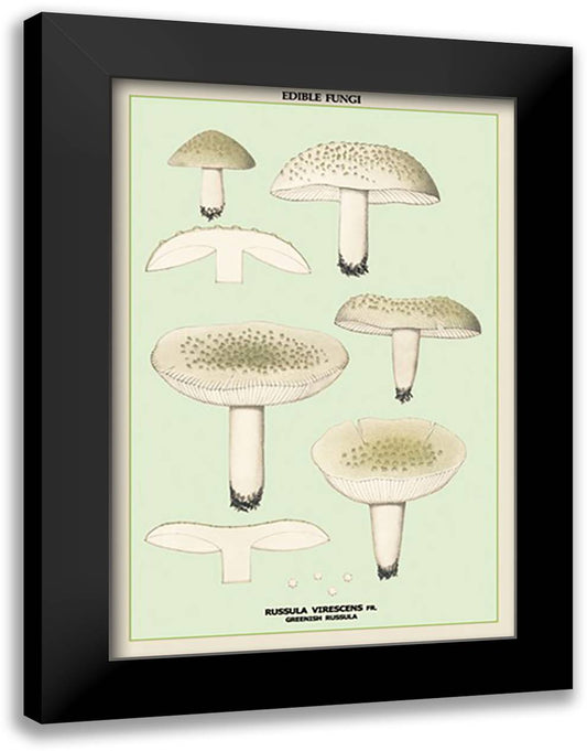 Edible Fungi: Greenish Russula 16x22 Black Modern Wood Framed Art Print Poster