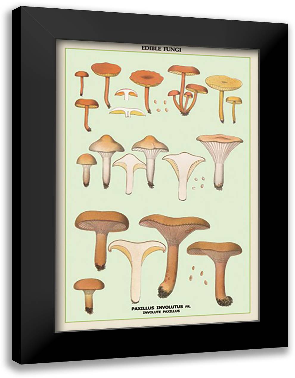 Edible Fungi: Involute Paxillus 16x22 Black Modern Wood Framed Art Print Poster