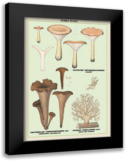 Edible Fungi: Coral-Like Hydnum 16x22 Black Modern Wood Framed Art Print Poster