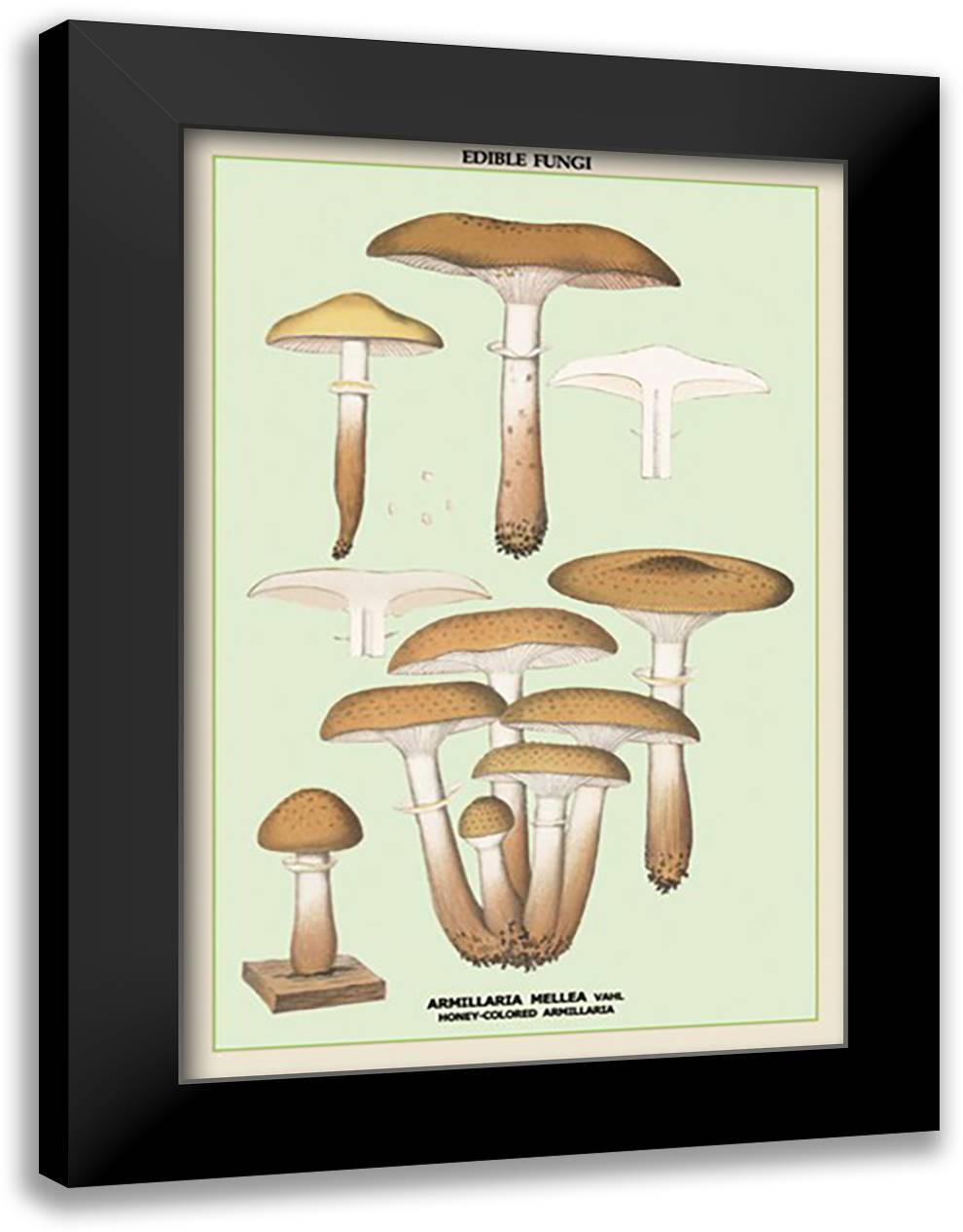 Edible Fungi: Honey-Colored Armillaria 16x22 Black Modern Wood Framed Art Print Poster