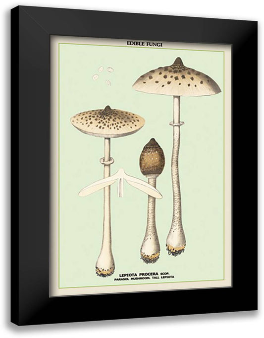 Edible Fungi: Parasol Mushroom 16x22 Black Modern Wood Framed Art Print Poster