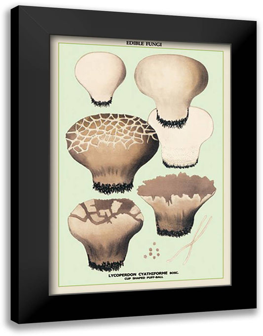 Edible Fungi: Cup Shaped Puff-Ball 16x22 Black Modern Wood Framed Art Print Poster