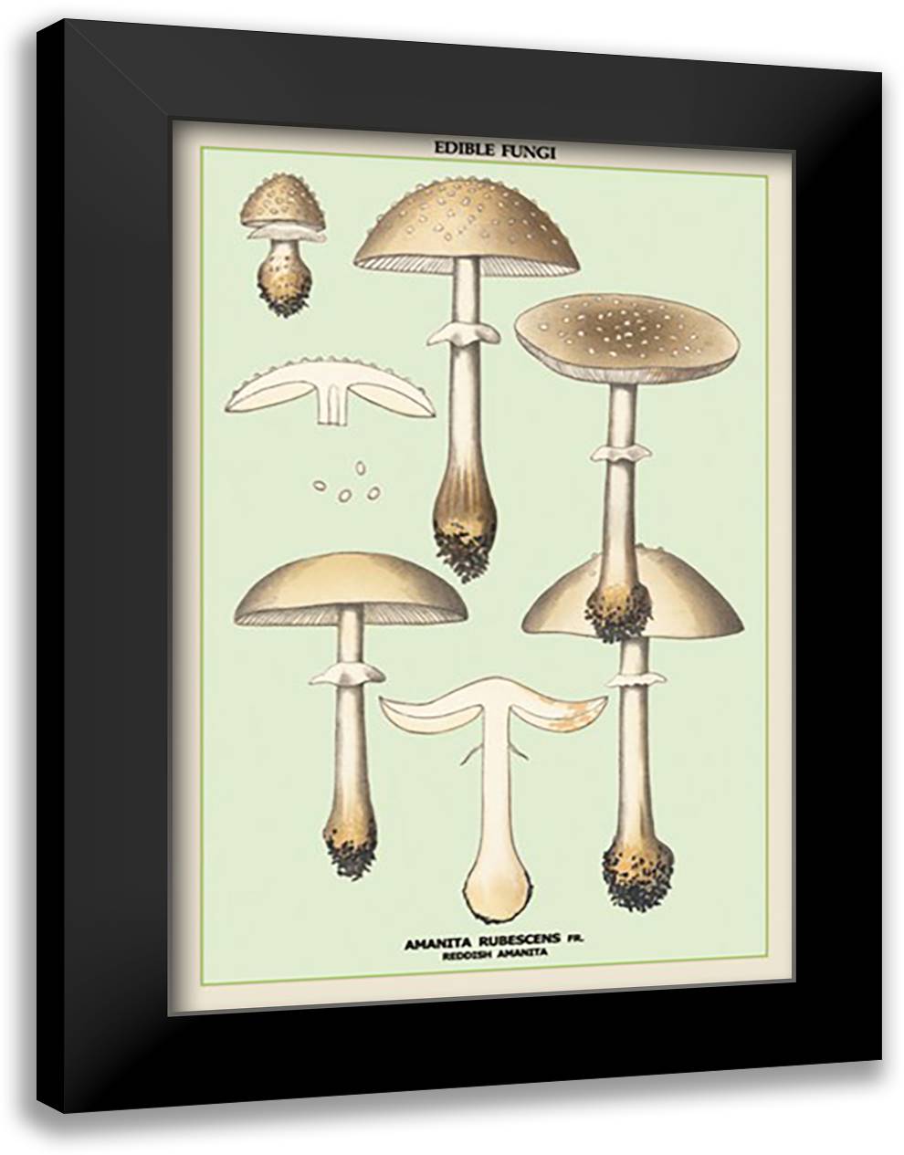 Edible Fungi: Reddish Amanita 16x22 Black Modern Wood Framed Art Print Poster