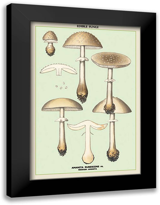 Edible Fungi: Reddish Amanita 16x22 Black Modern Wood Framed Art Print Poster