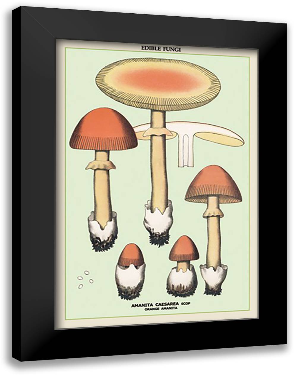 Edible Fungi: Orange Amanita 16x22 Black Modern Wood Framed Art Print Poster