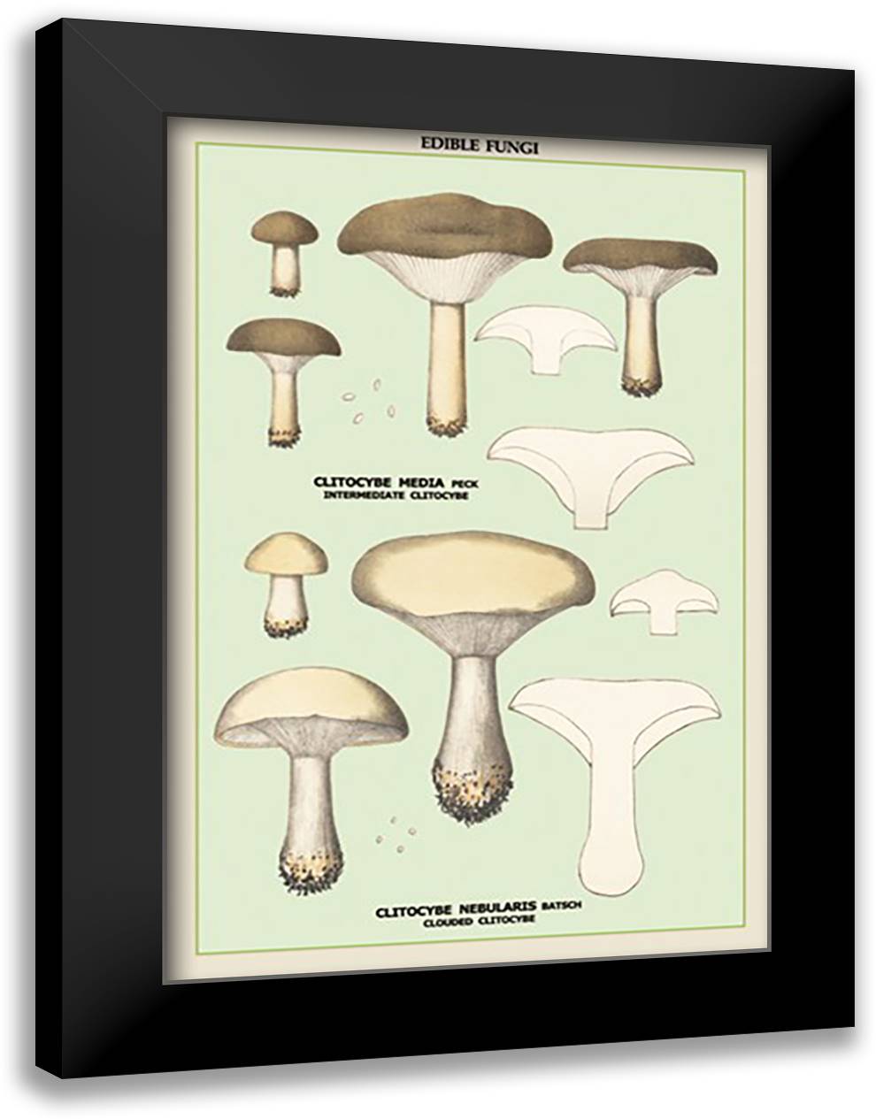 Edible Fungi: Clouded Clitocybe 16x22 Black Modern Wood Framed Art Print Poster