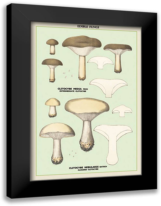 Edible Fungi: Clouded Clitocybe 16x22 Black Modern Wood Framed Art Print Poster