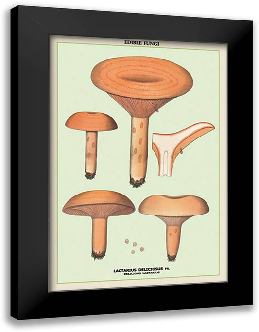 Edible Fungi: Delicious Lactarius 16x22 Black Modern Wood Framed Art Print Poster