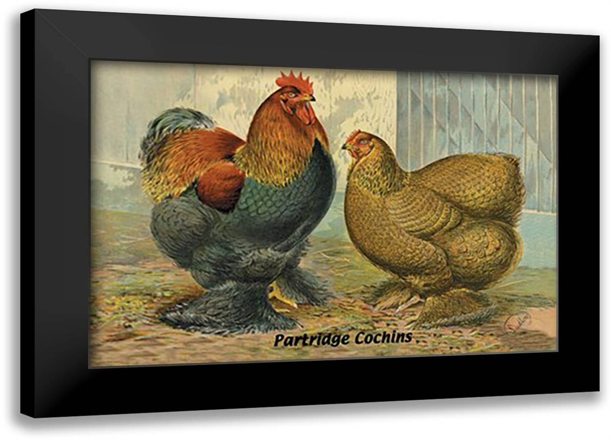 Partridge Cochins 22x16 Black Modern Wood Framed Art Print Poster