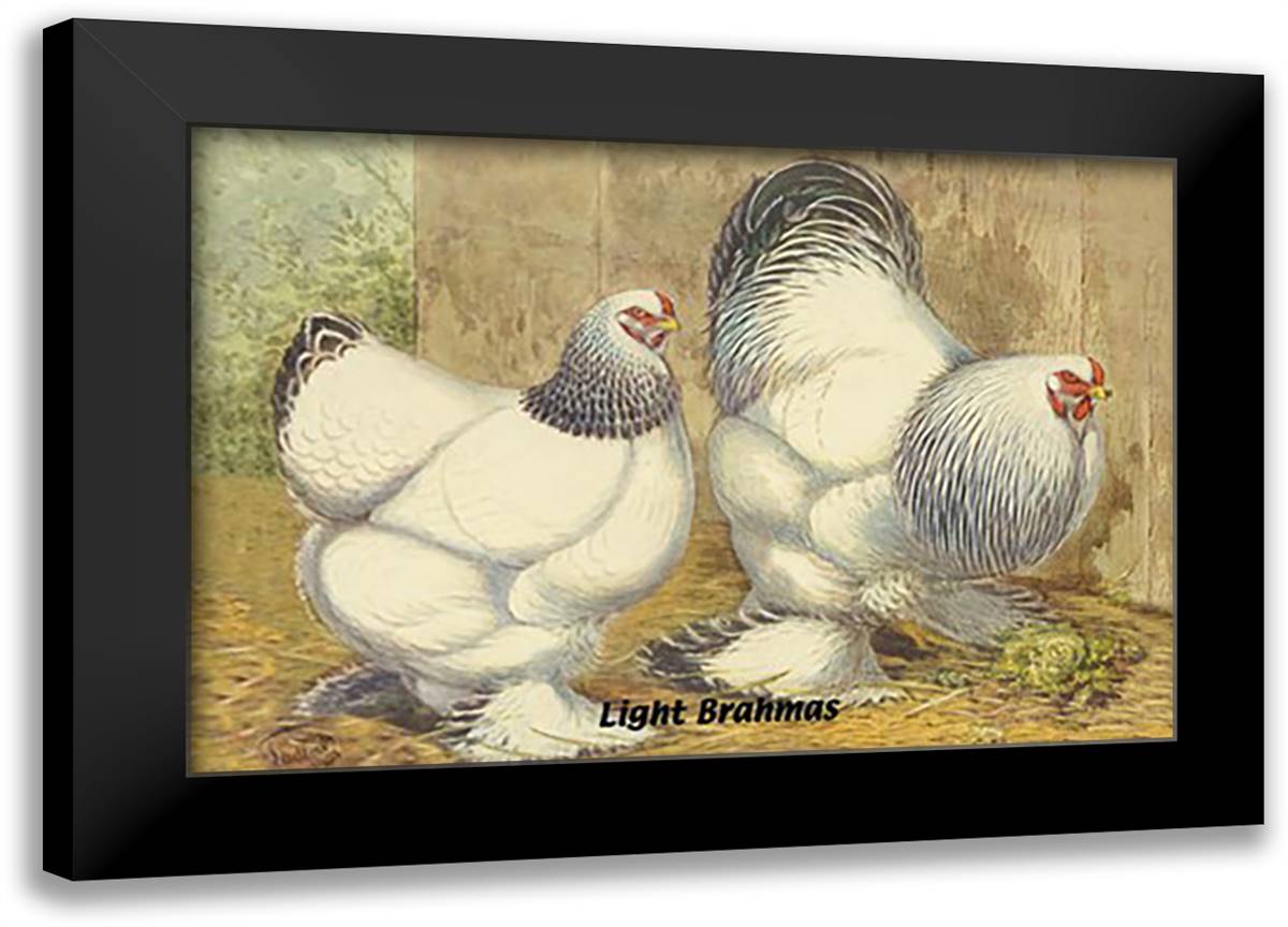 Light Brahmas 22x16 Black Modern Wood Framed Art Print Poster by Wright, Lewis