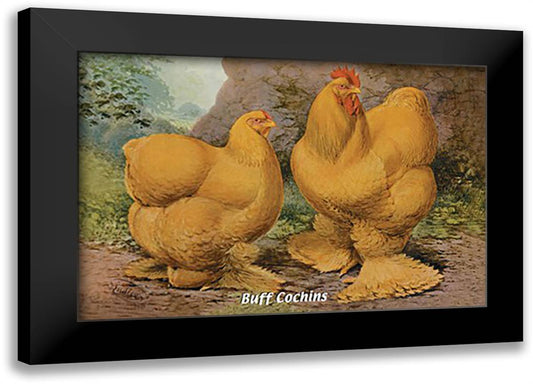 Buff Cochins 22x16 Black Modern Wood Framed Art Print Poster