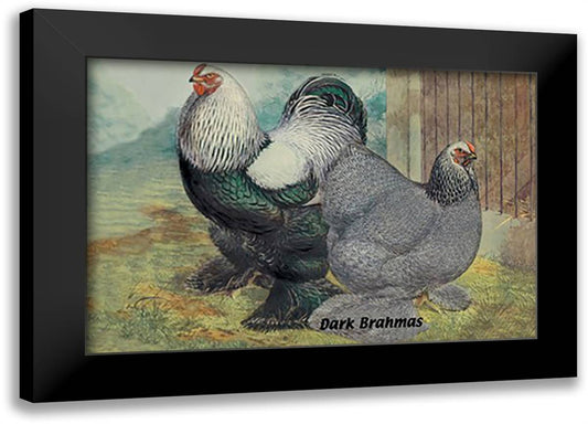 Dark Brahmas 22x16 Black Modern Wood Framed Art Print Poster