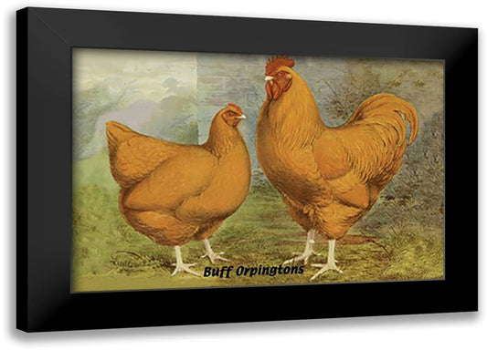 Buff Orpingtons 22x16 Black Modern Wood Framed Art Print Poster