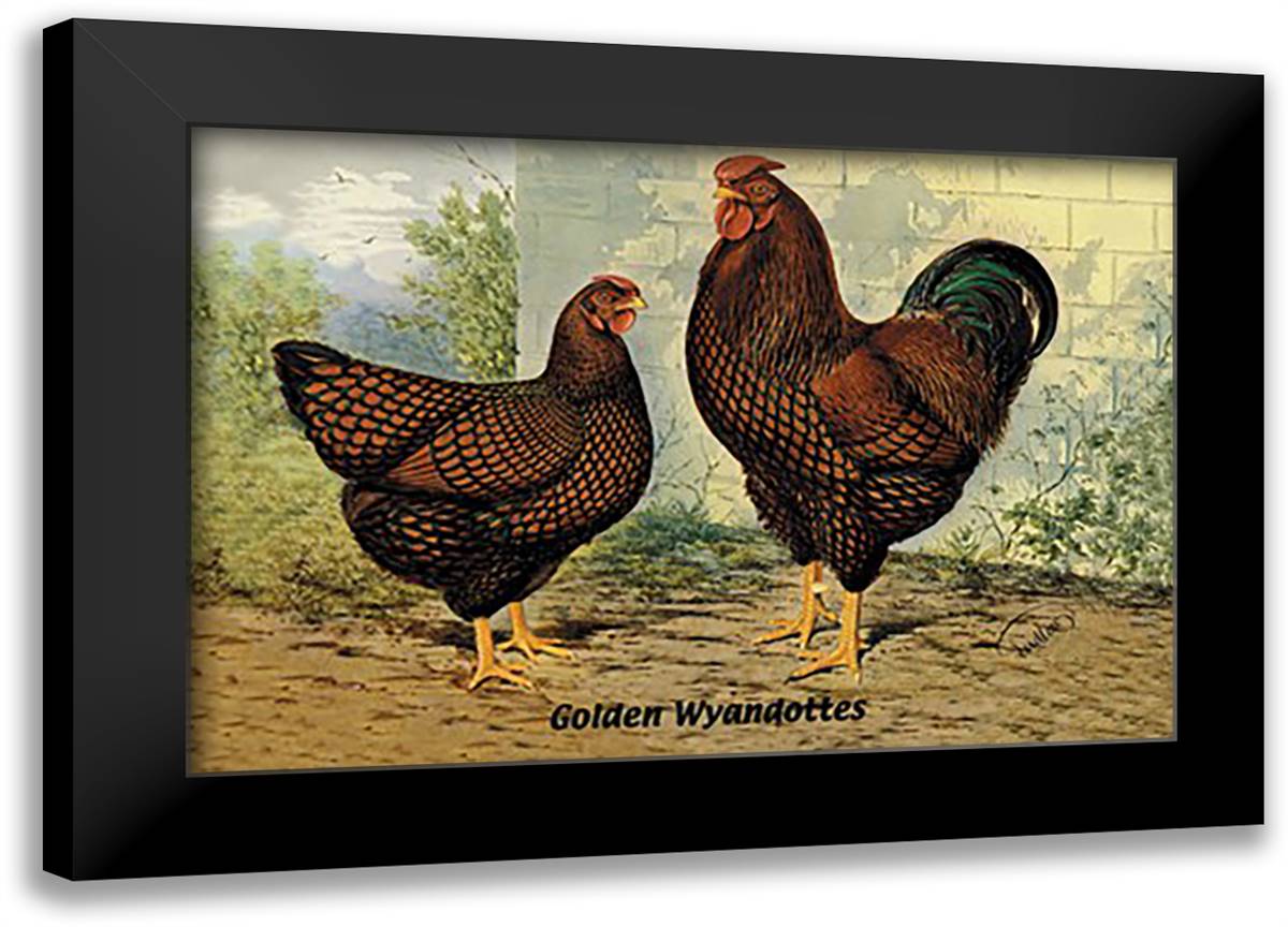 Golden Wyandottes 22x16 Black Modern Wood Framed Art Print Poster