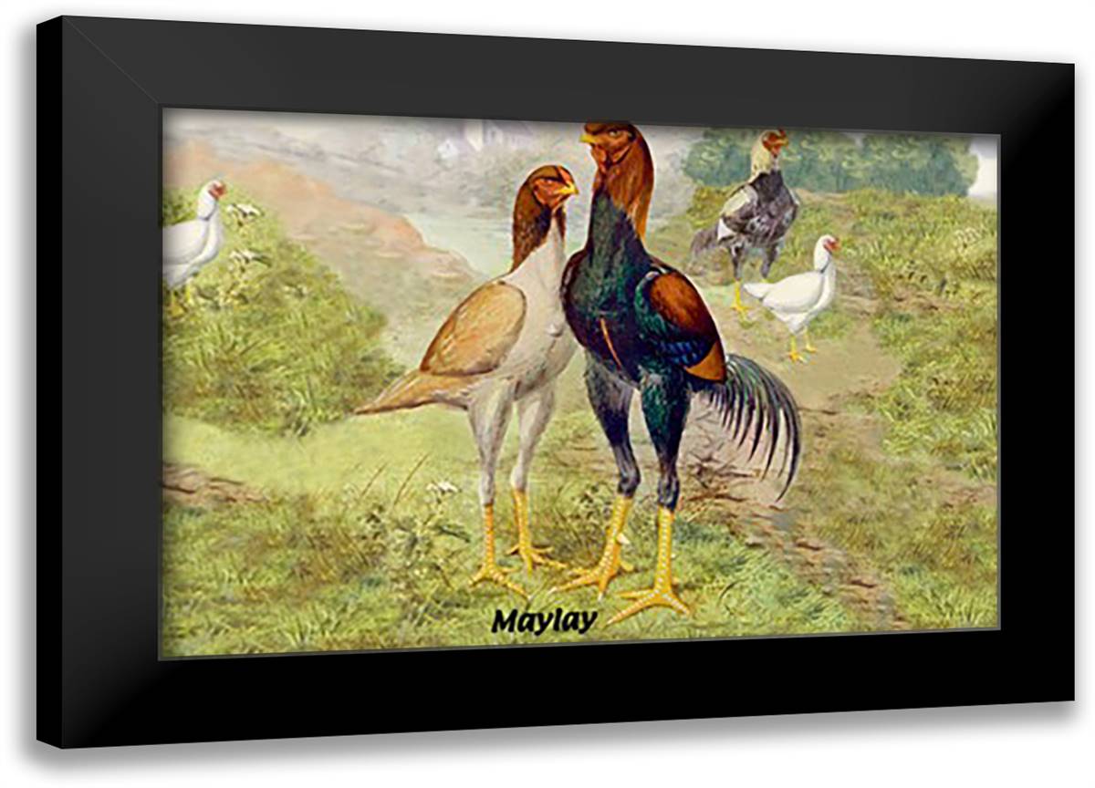 Malay (Chickens) 22x16 Black Modern Wood Framed Art Print Poster