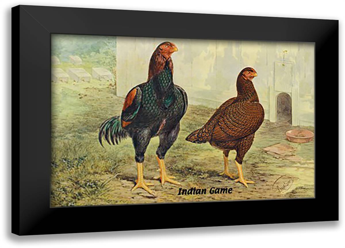 Indian Game (Chickens) 22x16 Black Modern Wood Framed Art Print Poster