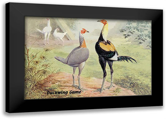 Duckwing Game (Chickens) 22x16 Black Modern Wood Framed Art Print Poster