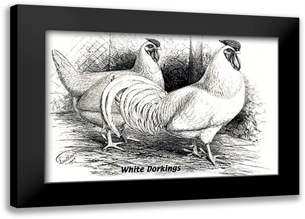 White Dorkings 22x16 Black Modern Wood Framed Art Print Poster