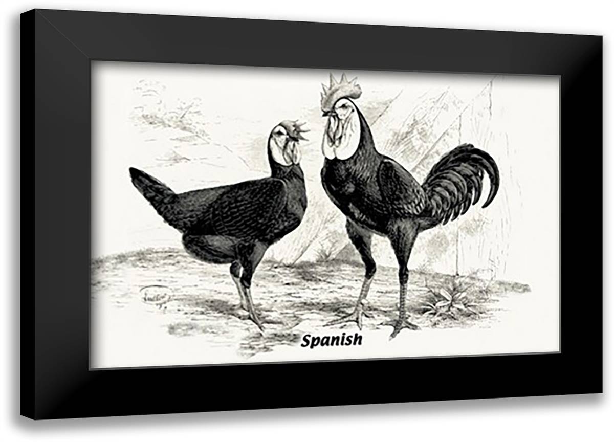 Spanish (Chickens) 22x16 Black Modern Wood Framed Art Print Poster