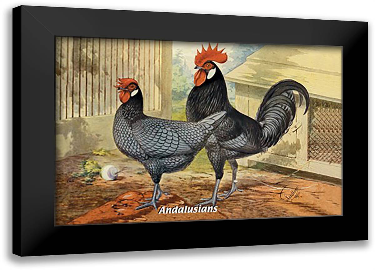 Andalusians (Chickens) 22x16 Black Modern Wood Framed Art Print Poster