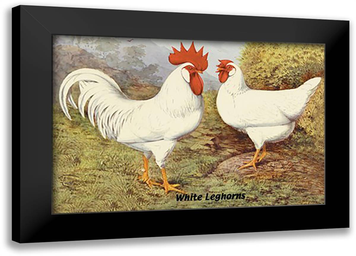 White Leghorns 22x16 Black Modern Wood Framed Art Print Poster