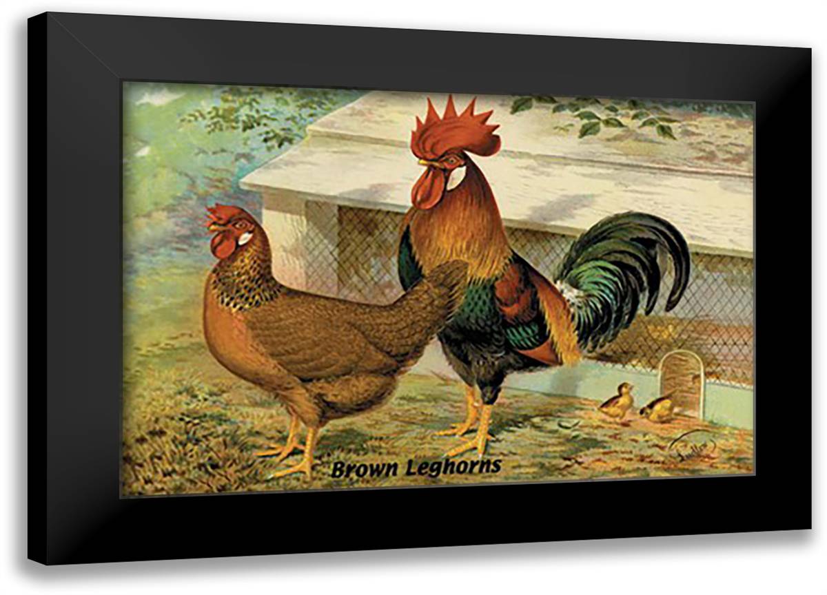 Brown Leghorns 22x16 Black Modern Wood Framed Art Print Poster