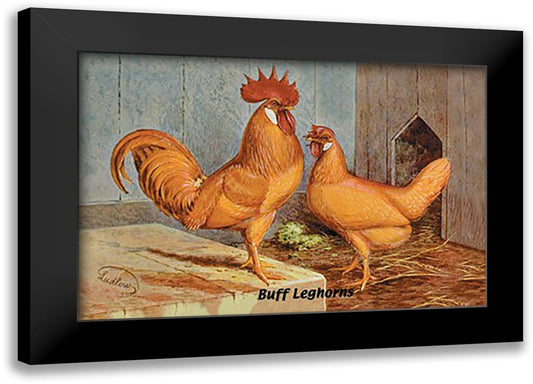 Buff Leghorns 22x16 Black Modern Wood Framed Art Print Poster