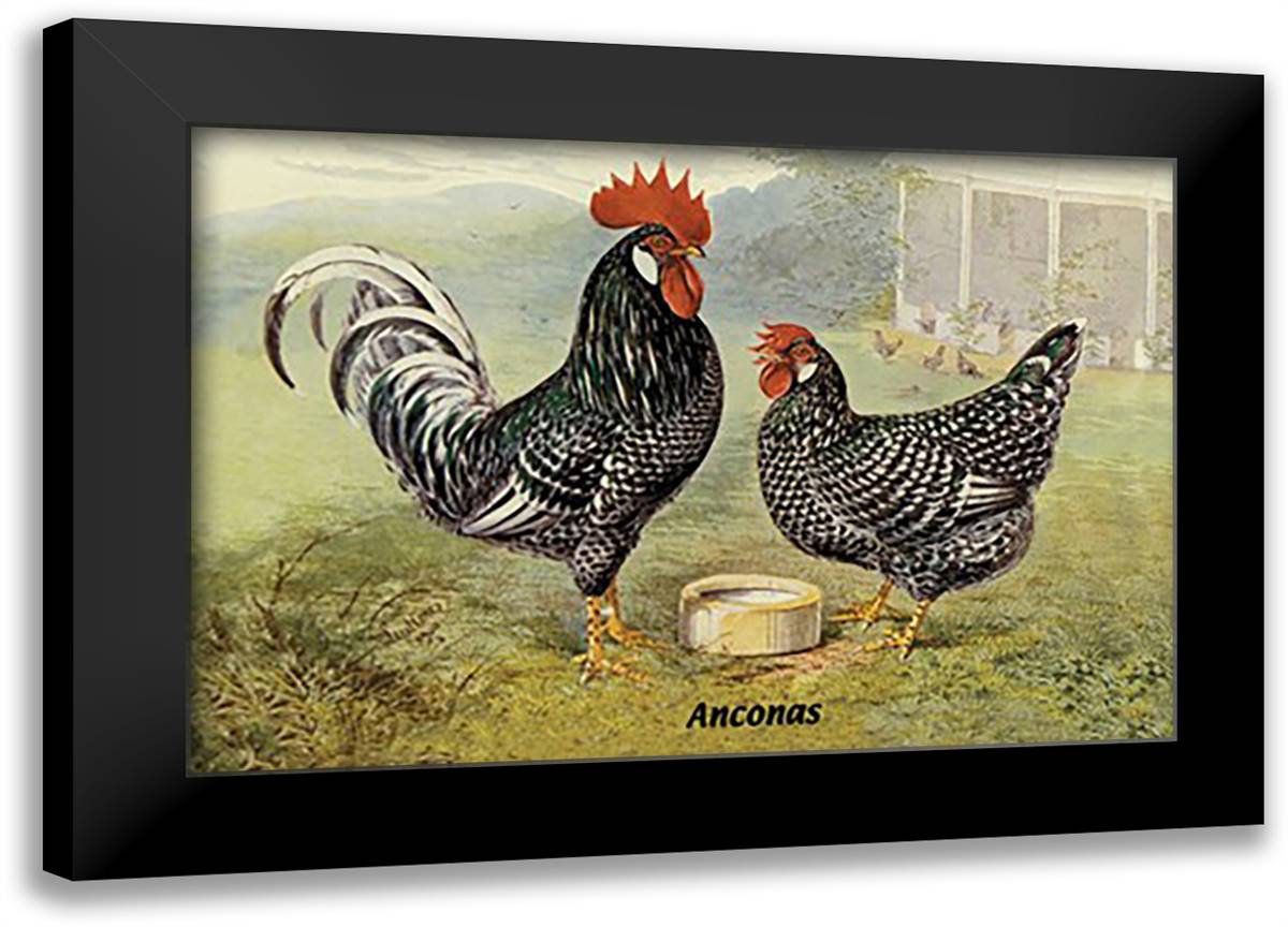 Anconas (Chickens) 22x16 Black Modern Wood Framed Art Print Poster