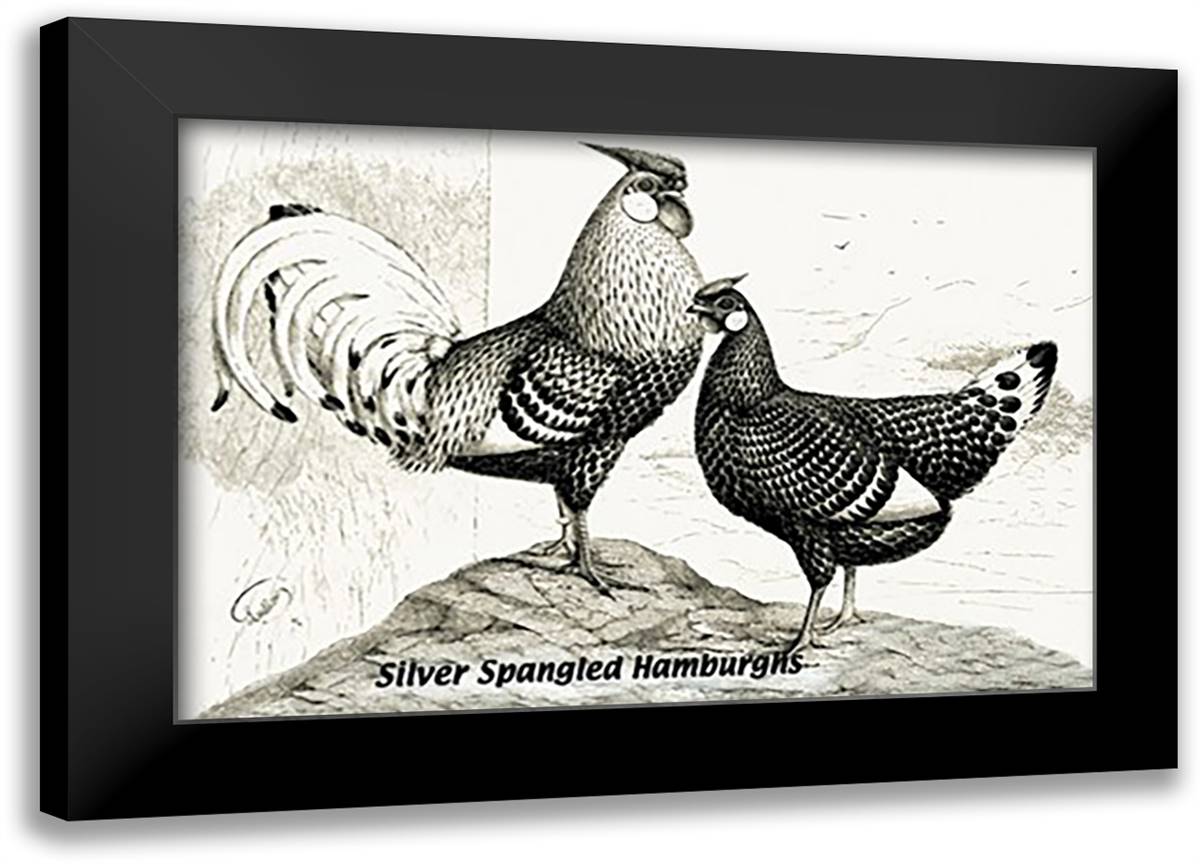 Silver Spangled Hamburghs 22x16 Black Modern Wood Framed Art Print Poster