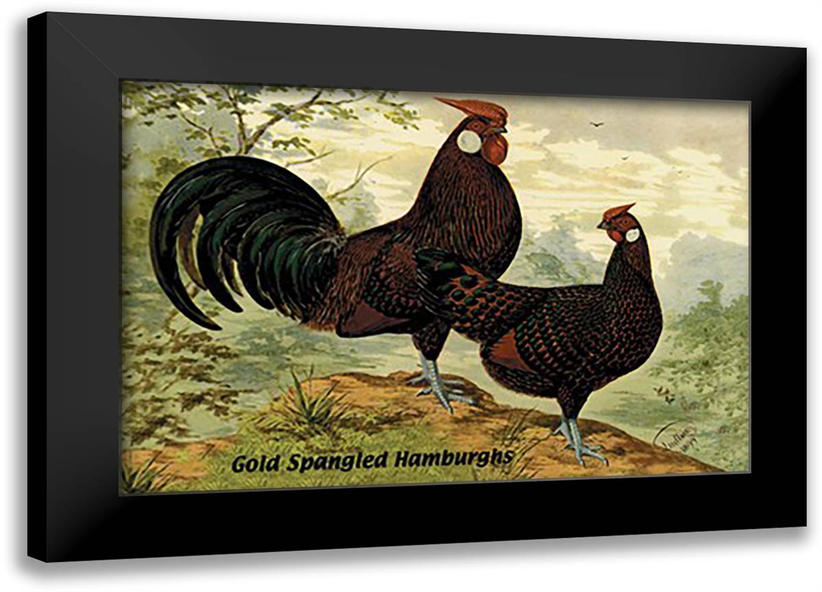 Gold Spangled Hamburghs 22x16 Black Modern Wood Framed Art Print Poster