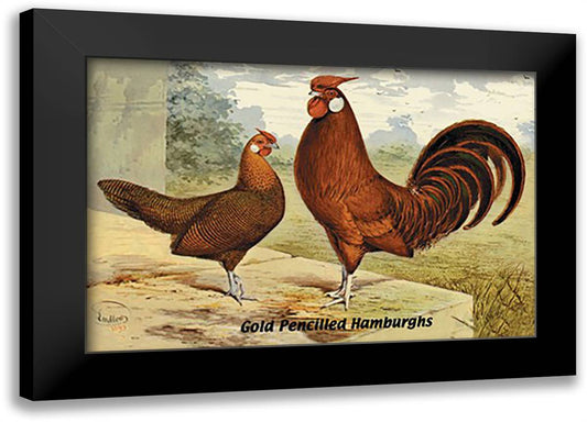 Gold Pencilled Hamburghs 22x16 Black Modern Wood Framed Art Print Poster