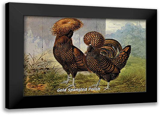 Gold Spangled Polish (Chickens) 22x16 Black Modern Wood Framed Art Print Poster