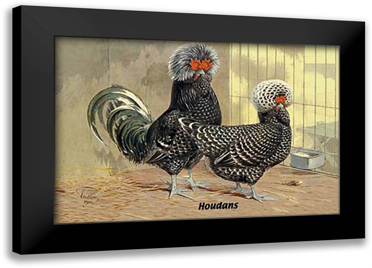 Houdans (Chickens) 22x16 Black Modern Wood Framed Art Print Poster