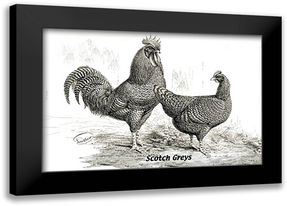 Scotch Greys 22x16 Black Modern Wood Framed Art Print Poster