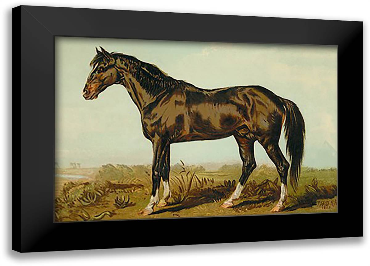 Dongola Horse 22x16 Black Modern Wood Framed Art Print Poster by Sidney, S.