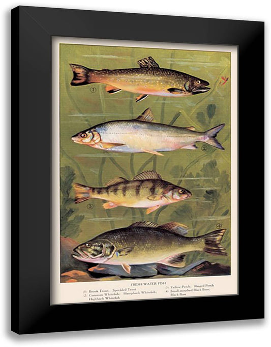 Freshwater Fish 16x22 Black Modern Wood Framed Art Print Poster