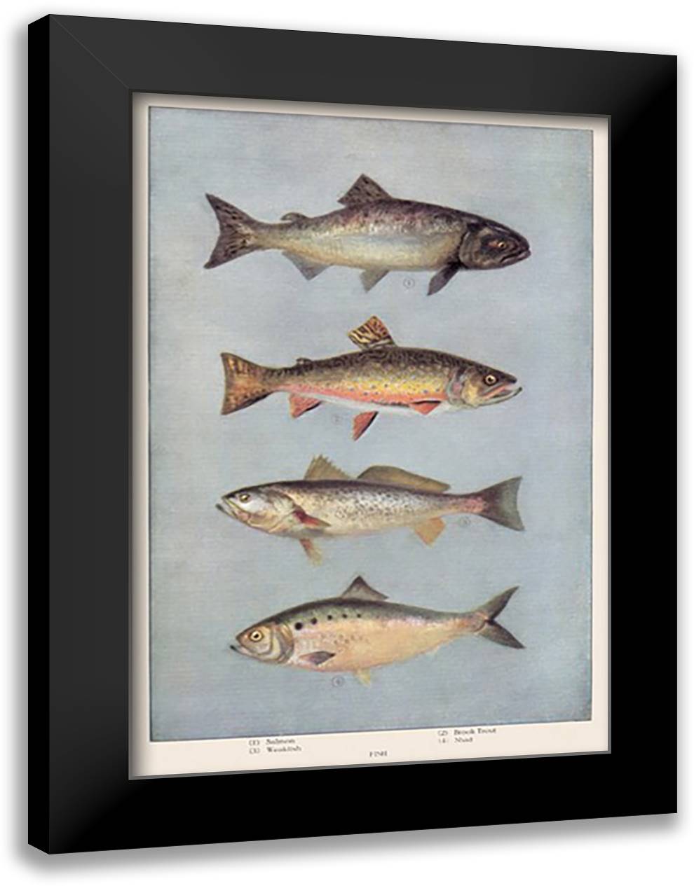 Fish 16x22 Black Modern Wood Framed Art Print Poster