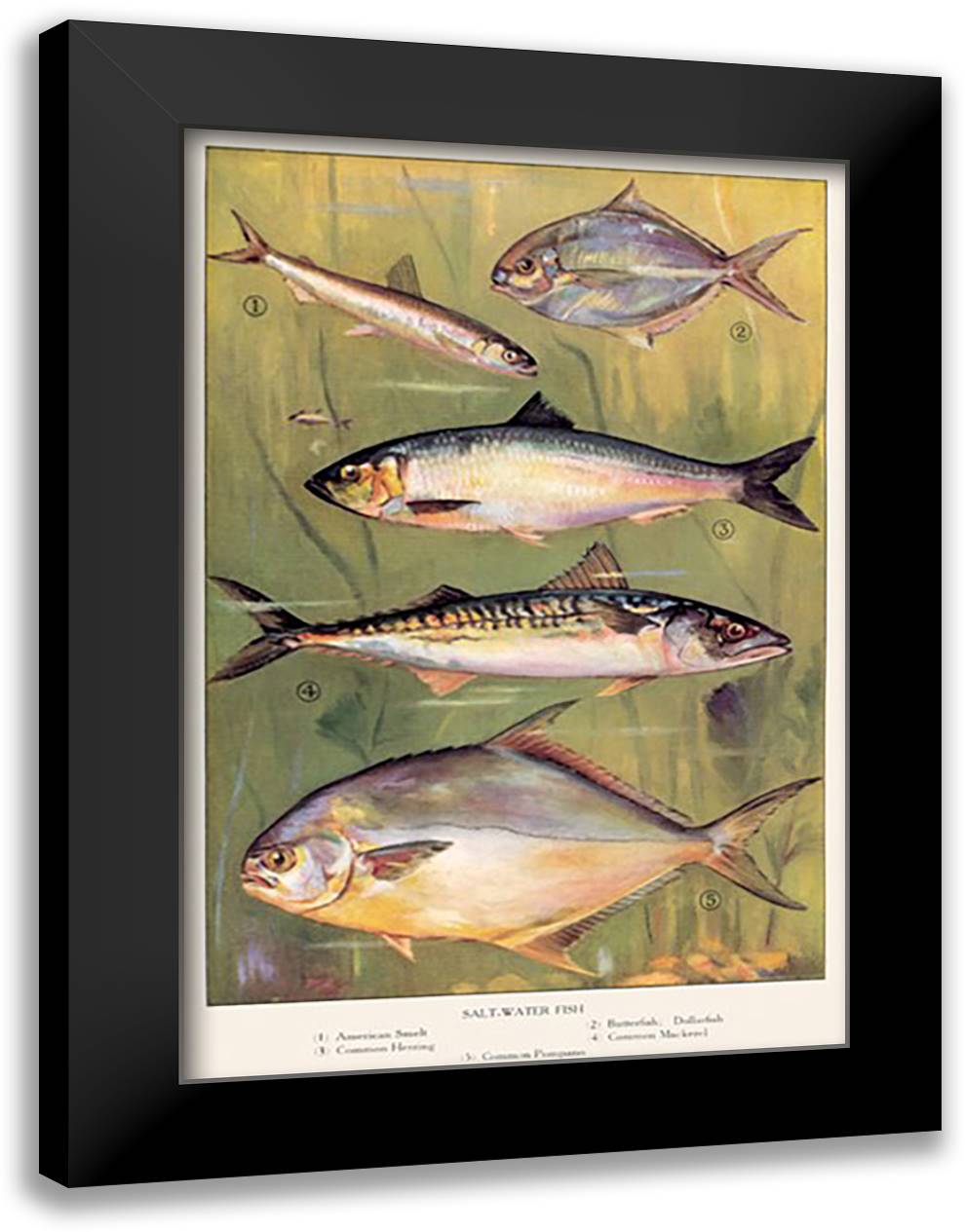 Saltwater Fish #1 16x22 Black Modern Wood Framed Art Print Poster