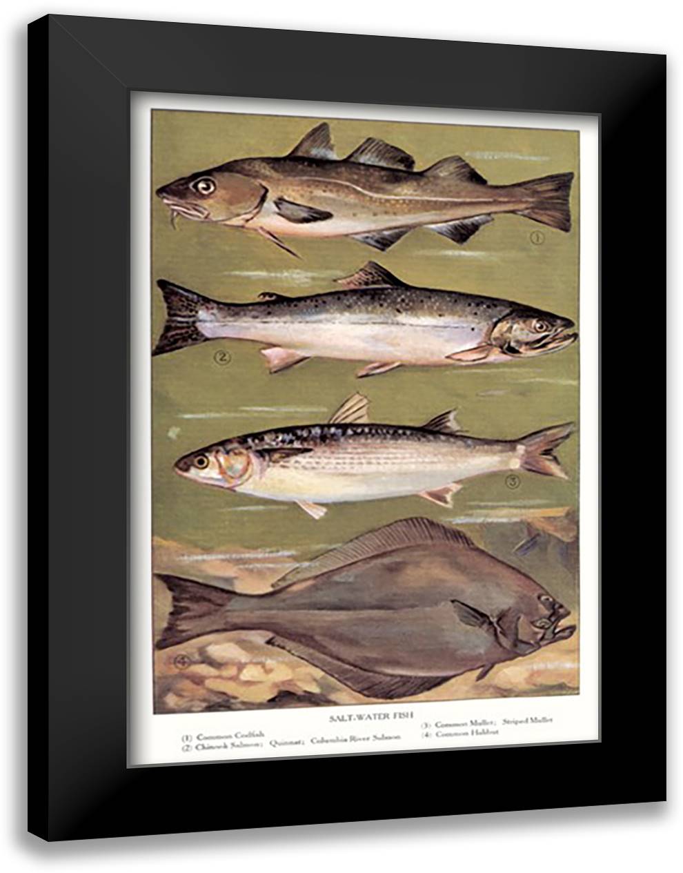 Saltwater Fish #2 16x22 Black Modern Wood Framed Art Print Poster