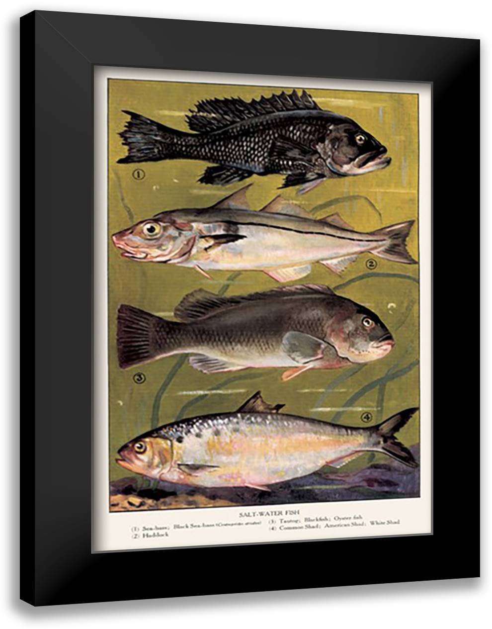 Saltwater Fish #3 16x22 Black Modern Wood Framed Art Print Poster