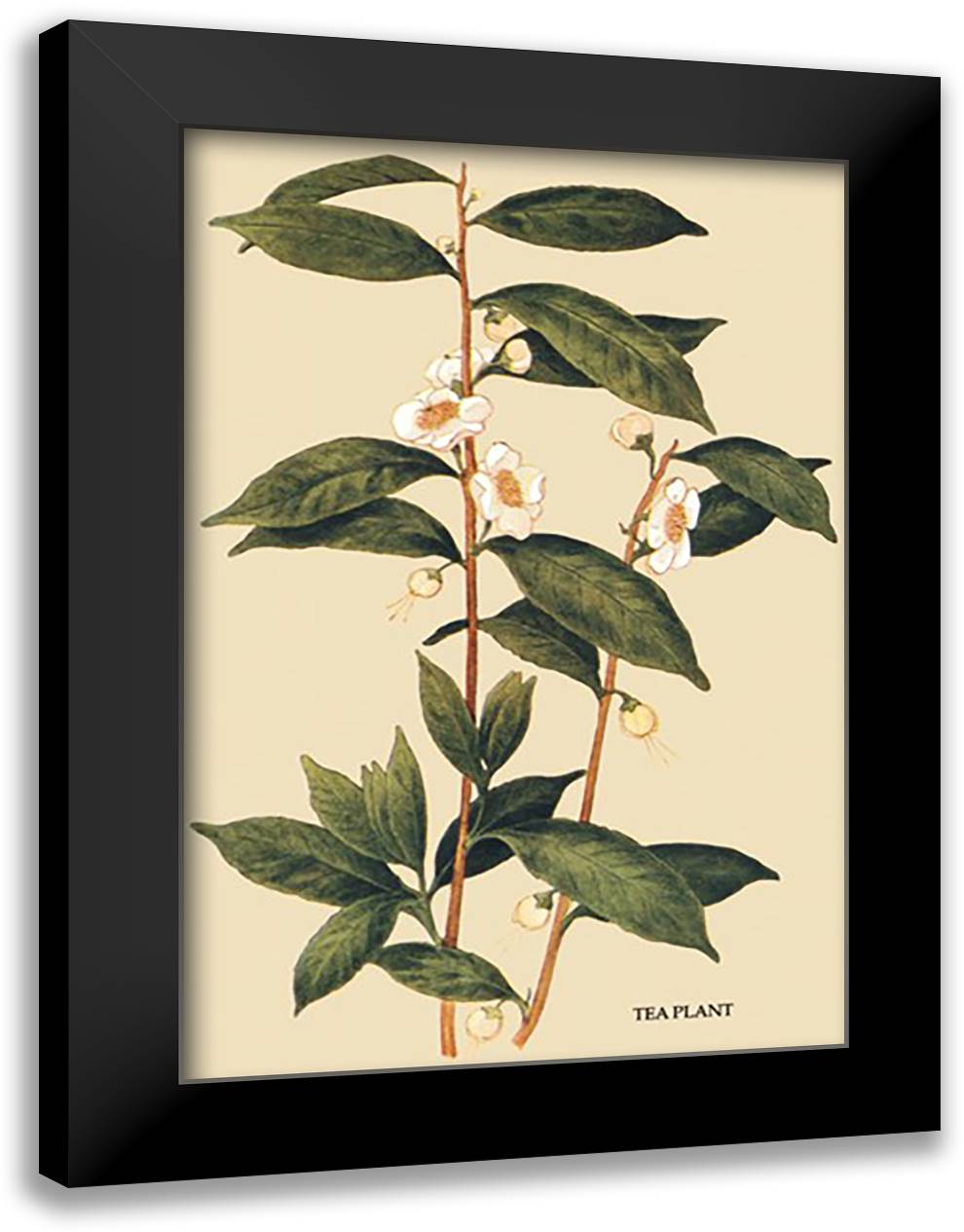 Tea Plant #1 16x22 Black Modern Wood Framed Art Print Poster