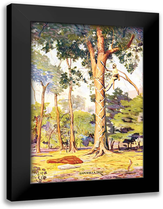 Sapodilla Tree 16x22 Black Modern Wood Framed Art Print Poster