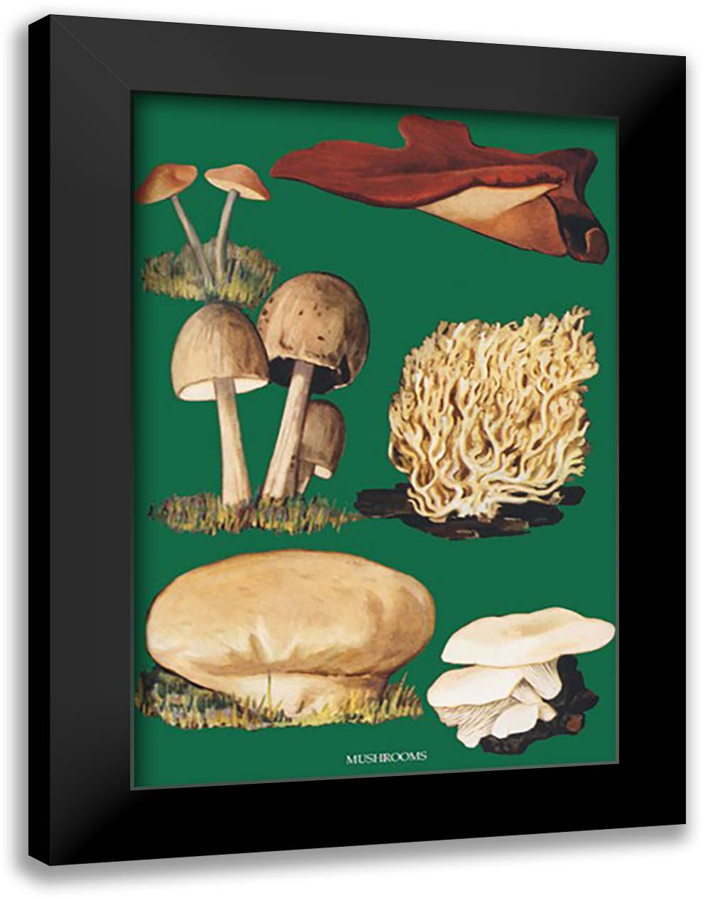 Mushrooms #2 16x22 Black Modern Wood Framed Art Print Poster